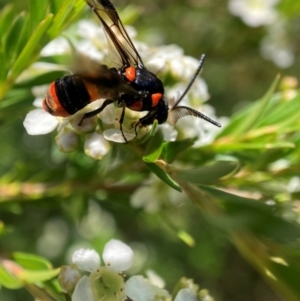 Pterygophorus cinctus at Hackett, ACT - 9 Jan 2024