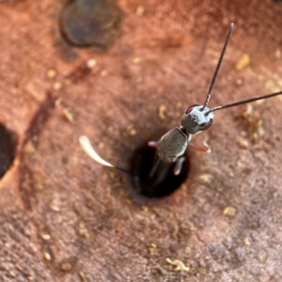 Gasteruption sp. (genus) (Gasteruptiid wasp) at Hackett, ACT - 10 Jan 2024 by waltraud