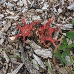 Aseroe rubra (Anemone Stinkhorn) at Hackett, ACT - 9 Jan 2024 by cmobbs