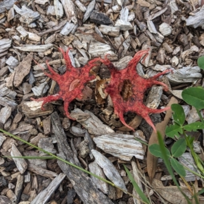 Aseroe rubra (Anemone Stinkhorn) at Hackett, ACT - 9 Jan 2024 by cmobbs