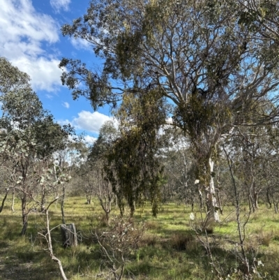 Amyema miquelii (Box Mistletoe) at Aranda, ACT - 9 Jan 2024 by lbradley