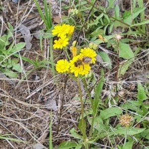 Apis mellifera at Little Taylor Grassland (LTG) - 7 Jan 2024