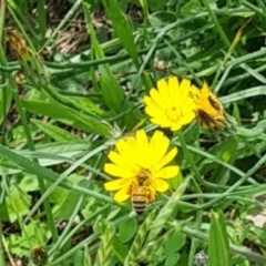 Apis mellifera at Little Taylor Grassland (LTG) - 7 Jan 2024 11:17 AM