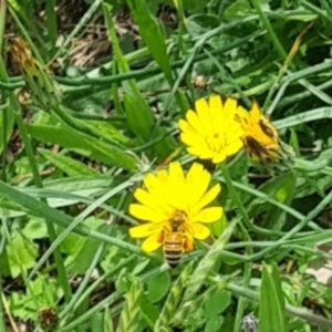 Apis mellifera at Little Taylor Grassland (LTG) - 7 Jan 2024