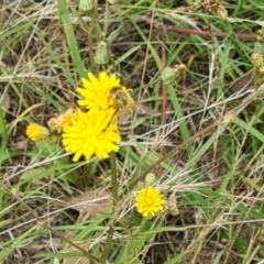 Apis mellifera at Little Taylor Grassland (LTG) - 7 Jan 2024 11:17 AM