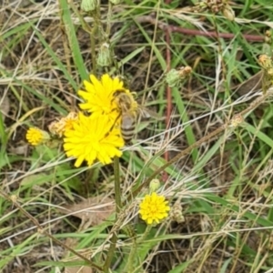 Apis mellifera at Little Taylor Grassland (LTG) - 7 Jan 2024