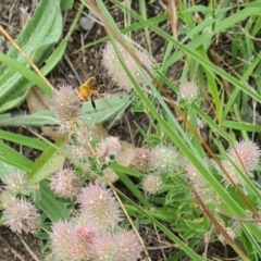 Apis mellifera at Little Taylor Grassland (LTG) - 7 Jan 2024