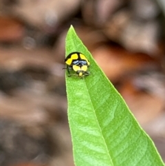 Illeis galbula (Fungus-eating Ladybird) at Theodore, ACT - 7 Jan 2024 by Cardy