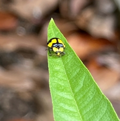 Illeis galbula (Fungus-eating Ladybird) at Theodore, ACT - 7 Jan 2024 by Cardy