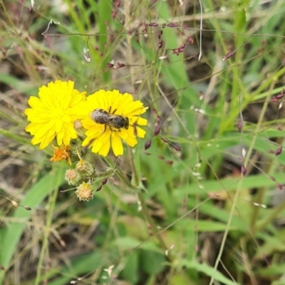 Lasioglossum (Chilalictus) sp. (genus & subgenus) (Halictid bee) at Kambah, ACT - 7 Jan 2024 by galah681