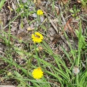 Lasioglossum (Chilalictus) sp. (genus & subgenus) at Little Taylor Grassland (LTG) - 7 Jan 2024