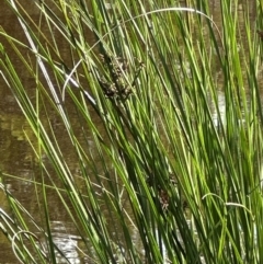 Carex appressa (Tall Sedge) at Aranda Bushland - 9 Jan 2024 by lbradley