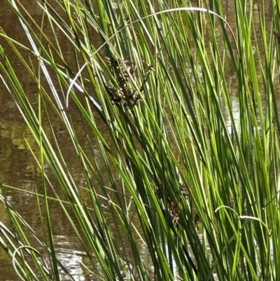 Carex appressa (Tall Sedge) at Yarralumla, ACT - 9 Jan 2024 by lbradley