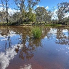 Carex appressa at Yarralumla, ACT - 9 Jan 2024