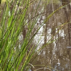 Carex appressa at Yarralumla, ACT - 9 Jan 2024 04:52 PM