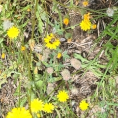 Lasioglossum (Chilalictus) sp. (genus & subgenus) (Halictid bee) at Little Taylor Grasslands - 7 Jan 2024 by galah681