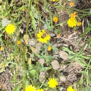 Lasioglossum (Chilalictus) sp. (genus & subgenus) at Little Taylor Grassland (LTG) - 7 Jan 2024