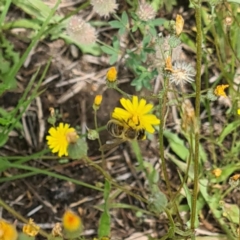 Apiformes (informal group) (Unidentified bee) at Little Taylor Grasslands - 7 Jan 2024 by galah681