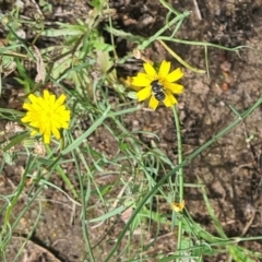 Lasioglossum (Chilalictus) brazieri at Little Taylor Grasslands - 7 Jan 2024 by galah681