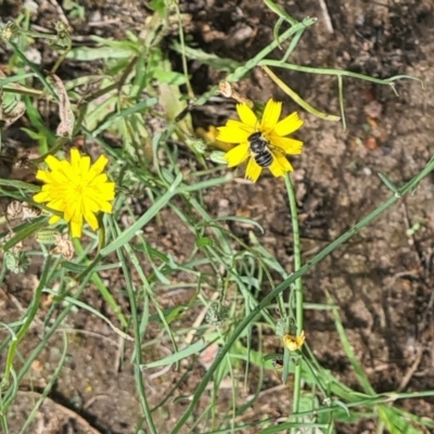 Lasioglossum (Chilalictus) brazieri at Little Taylor Grasslands - 7 Jan 2024 by galah681