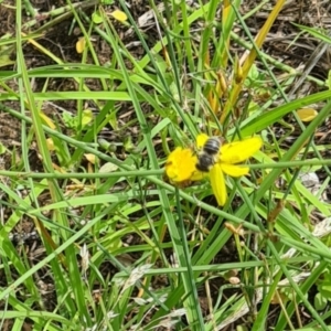 Megachile sp. (several subgenera) at Little Taylor Grassland (LTG) - 7 Jan 2024