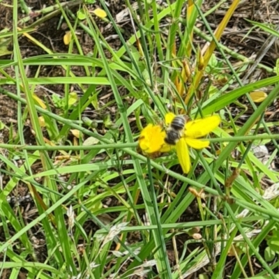 Megachile species at Little Taylor Grassland (LTG) - 7 Jan 2024 by galah681