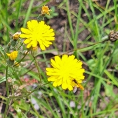 Sphaerophoria macrogaster (Hover Fly) at Little Taylor Grasslands - 7 Jan 2024 by galah681