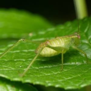 Caedicia simplex at Downer, ACT - 9 Jan 2024 04:00 PM