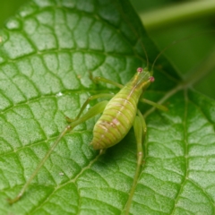 Caedicia simplex at Downer, ACT - 9 Jan 2024 04:00 PM