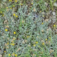 Zizina otis (Common Grass-Blue) at Little Taylor Grasslands - 7 Jan 2024 by galah681