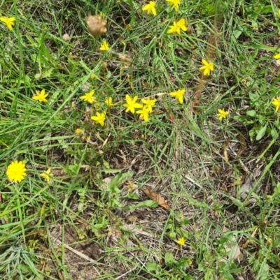 Tricoryne elatior (Yellow Rush Lily) at Little Taylor Grasslands - 7 Jan 2024 by galah681