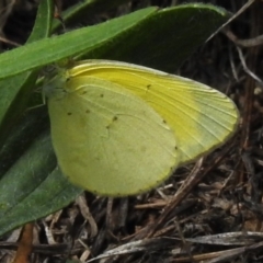 Eurema smilax (Small Grass-yellow) at Coombs Ponds - 9 Jan 2024 by JohnBundock