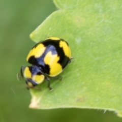 Illeis galbula (Fungus-eating Ladybird) at Higgins, ACT - 8 Jan 2024 by AlisonMilton