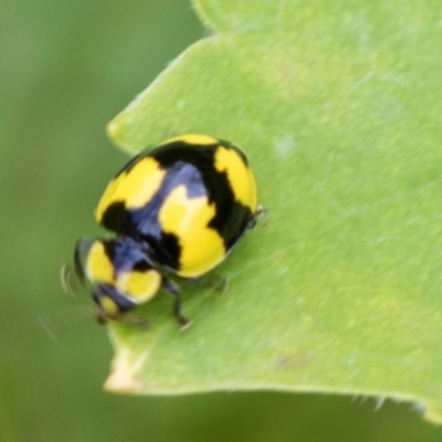 Illeis galbula (Fungus-eating Ladybird) at Higgins, ACT - 8 Jan 2024 by AlisonMilton