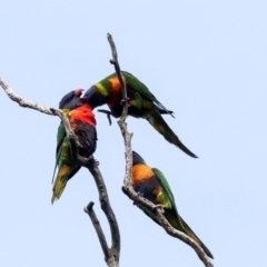 Trichoglossus moluccanus (Rainbow Lorikeet) at Higgins, ACT - 7 Dec 2023 by AlisonMilton