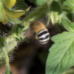 Amegilla sp. (genus) (Blue Banded Bee) at Higgins, ACT - 15 Dec 2023 by AlisonMilton