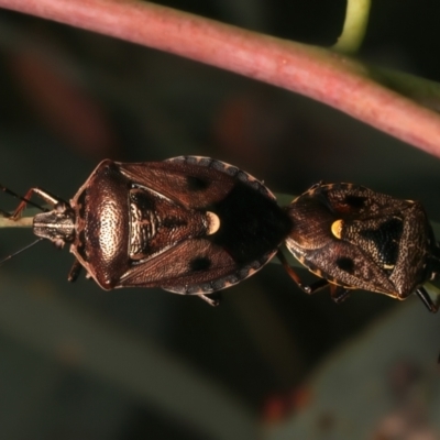 Cermatulus nasalis (Predatory shield bug, Glossy shield bug) at Mount Ainslie - 8 Jan 2024 by jb2602