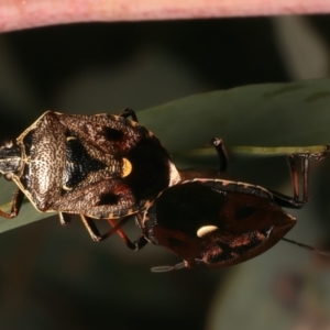 Cermatulus nasalis at Mount Ainslie - 8 Jan 2024