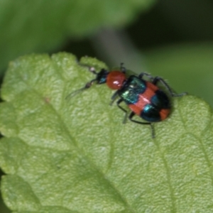 Dicranolaius bellulus at Higgins, ACT - 26 Dec 2023 08:08 AM