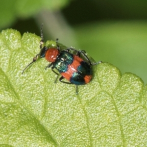 Dicranolaius bellulus at Higgins, ACT - 26 Dec 2023 08:08 AM