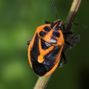 Agonoscelis rutila at Higgins, ACT - 26 Dec 2023