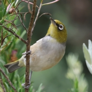 Zosterops lateralis at Higgins, ACT - 16 Dec 2023 03:12 PM