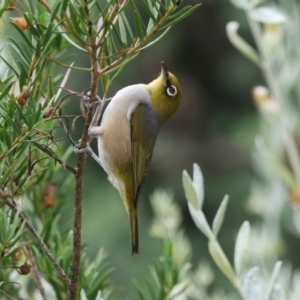 Zosterops lateralis at Higgins, ACT - 16 Dec 2023