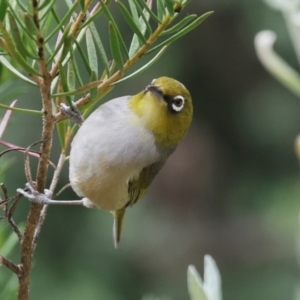 Zosterops lateralis at Higgins, ACT - 16 Dec 2023