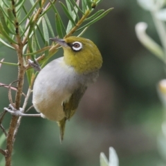 Zosterops lateralis at Higgins, ACT - 16 Dec 2023