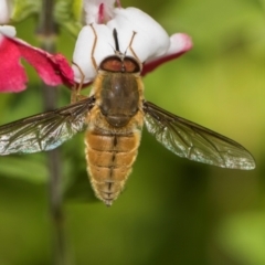 Trichophthalma punctata (Tangle-vein fly) at Higgins, ACT - 26 Dec 2023 by AlisonMilton