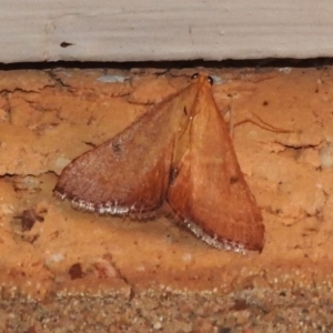 Endotricha ignealis at Wanniassa, ACT - 8 Jan 2024