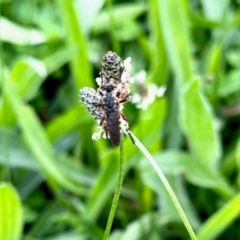 Thereutria sp. (genus) (Robber fly) at Aranda, ACT - 6 Jan 2024 by KMcCue