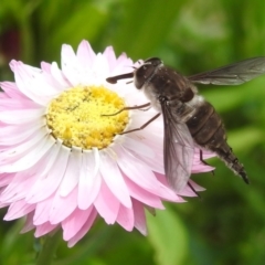 Trichophthalma sp. (genus) (Tangle-vein fly) at ANBG - 9 Jan 2024 by HelenCross