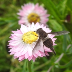 Trichophthalma sp. (genus) at ANBG - 9 Jan 2024